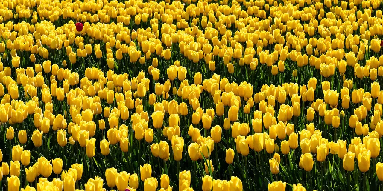 🌅 The Dawning of a New World Is the Dawning of a New Consciousness: Awakening to Truth | Master Woo Myung | Santa Clara Meditation