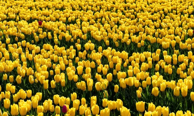 🌅 The Dawning of a New World Is the Dawning of a New Consciousness: Awakening to Truth | Master Woo Myung | Santa Clara Meditation