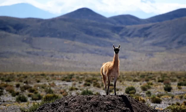 🌌 Man Does Not Know Whether He Is Dead or Alive: Rebirth as the Living Soul and Spirit of Truth | Master Woo Myung | Santa Clara Meditation