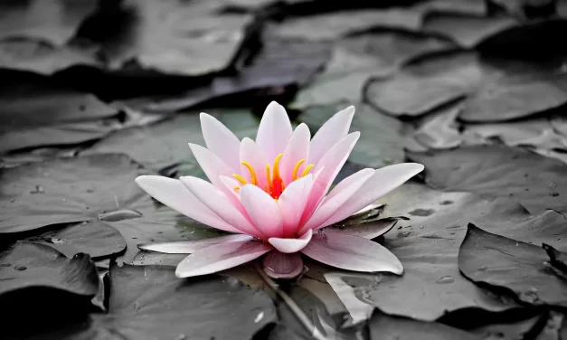 🌠 The Difference Between One Who Cleanses and One Who Accomplishes All: Living by Heaven’s Power | Master Woo Myung | Santa Clara Meditation