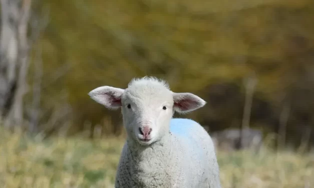 🌤️ The True Will of Heaven: Heaven’s Living Intention to Save All Beings | MASTER WOO MYUNG | SANTA CLARA MEDITATION