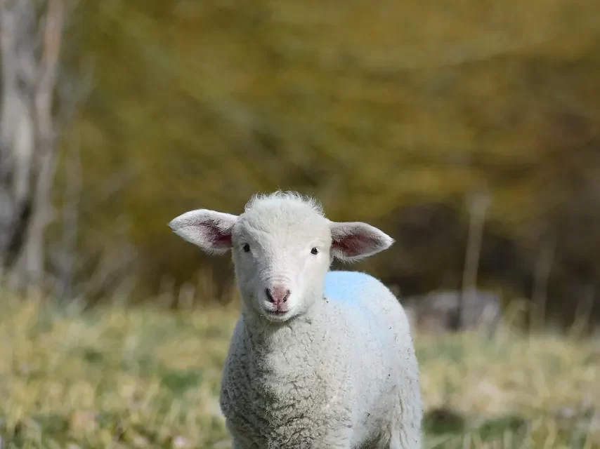 🌤️ The True Will of Heaven: Heaven’s Living Intention to Save All Beings | MASTER WOO MYUNG | SANTA CLARA MEDITATION