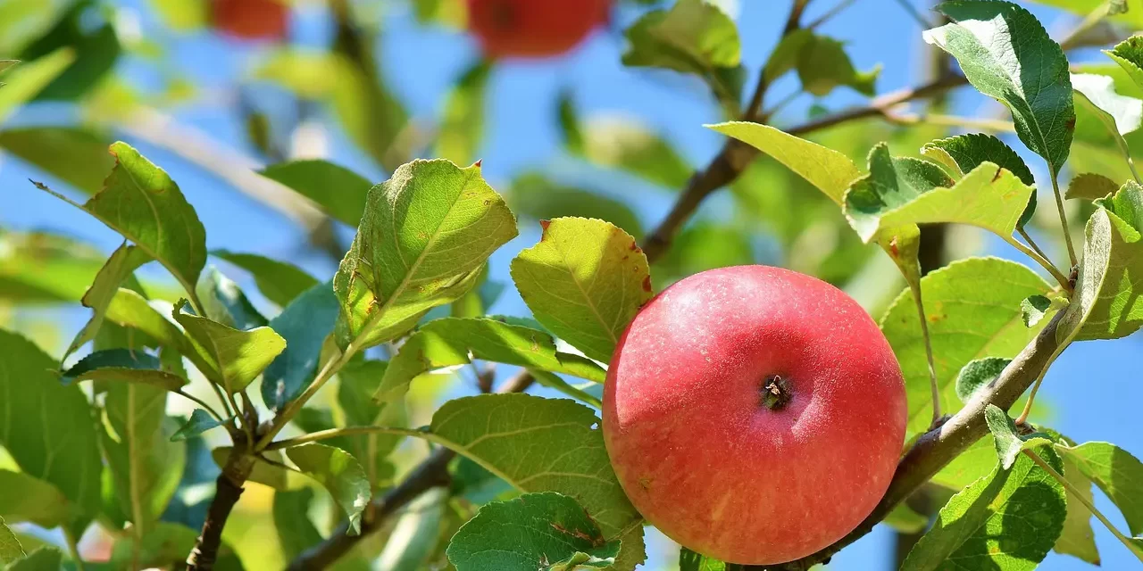 🌞 GOOD AND EVIL: TRUE MORALITY AND THE MEANING OF TRUTH | MASTER WOO MYUNG | SANTA CLARA MEDITATION