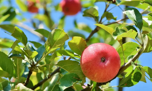 🌞 GOOD AND EVIL: TRUE MORALITY AND THE MEANING OF TRUTH | MASTER WOO MYUNG | SANTA CLARA MEDITATION