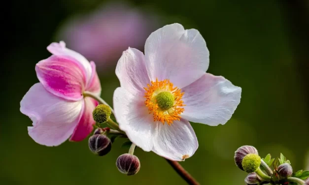 🌄 A LIFE THAT IS OUTSIDE OF LIFE | MASTER WOO MYUNG | SANTA CLARA MEDITATION