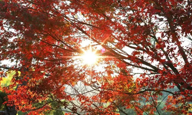 🌠 You Will Never Be Able to Find Truth If You Search for It in Your Own Conceptions: Let Go and Become the Living Truth | MASTER WOO MYUNG | SANTA CLARA MEDITATION