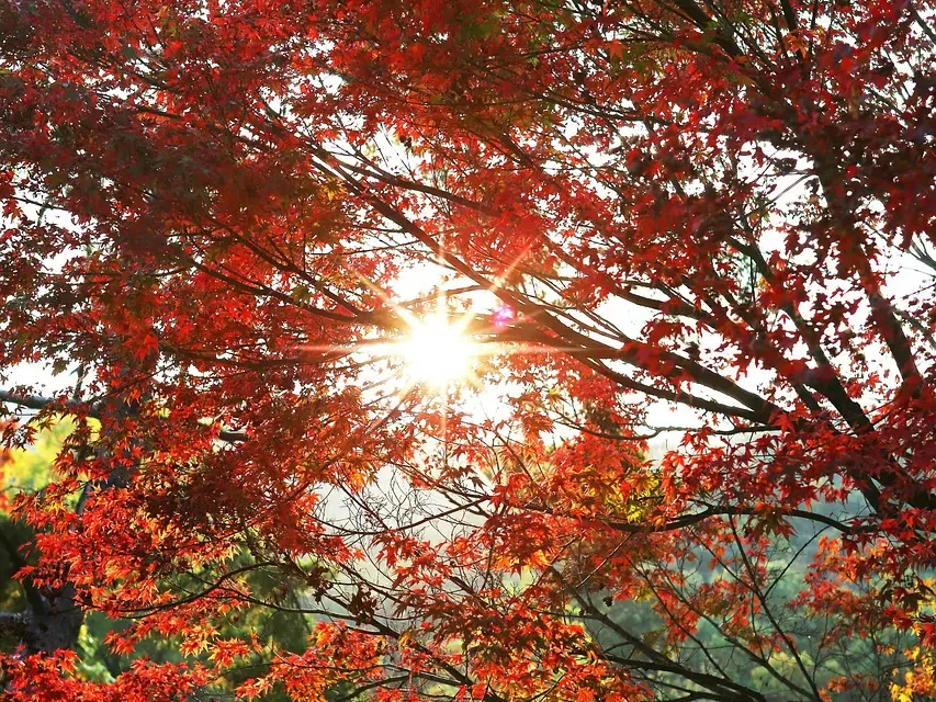 🌠 You Will Never Be Able to Find Truth If You Search for It in Your Own Conceptions: Let Go and Become the Living Truth | MASTER WOO MYUNG | SANTA CLARA MEDITATION