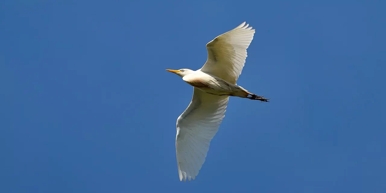 🌞 Single-mindedness: acting with unity of body and mind | Master Woo Myung | Santa Clara Meditation