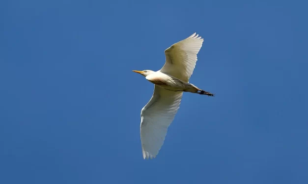🌞 Single-mindedness: acting with unity of body and mind | Master Woo Myung | Santa Clara Meditation