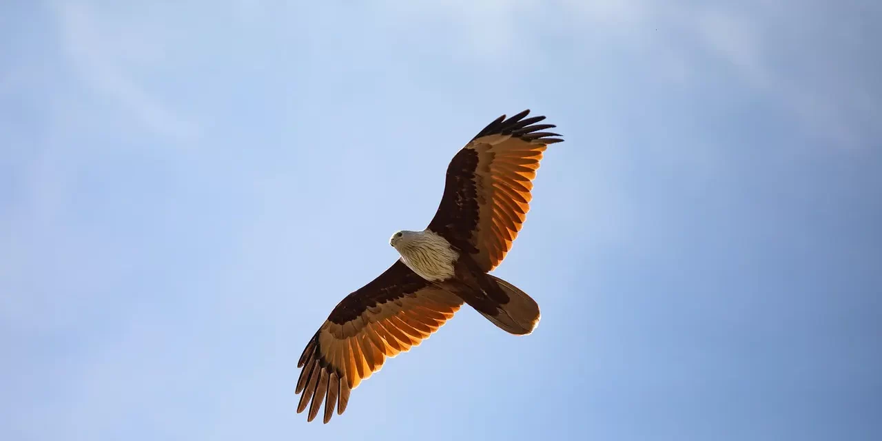 🕊️ WHAT IS FREEDOM: TRUE LIBERATION AND NIRVANA | MASTER WOO MYUNG | SANTA CLARA MEDITATION