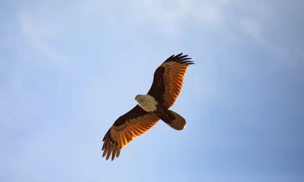 🕊️ WHAT IS FREEDOM: TRUE LIBERATION AND NIRVANA | MASTER WOO MYUNG | SANTA CLARA MEDITATION