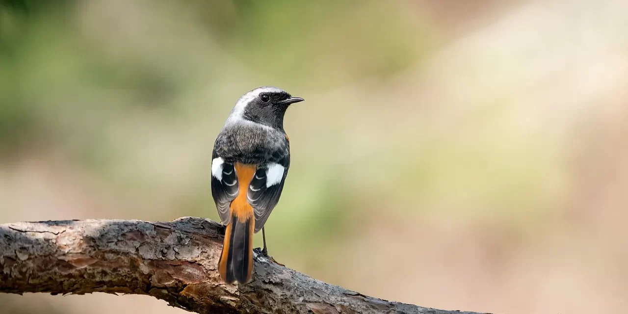 🌾 GREED: THE BARRIER THAT BLOCKS TRUTH | MASTER WOO MYUNG | SANTA CLARA MEDITATION