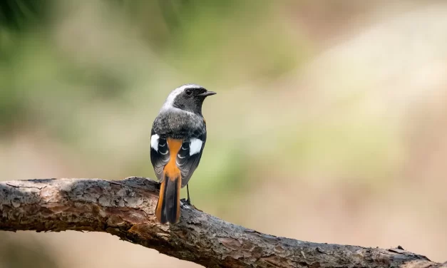 🌾 GREED: THE BARRIER THAT BLOCKS TRUTH | MASTER WOO MYUNG | SANTA CLARA MEDITATION