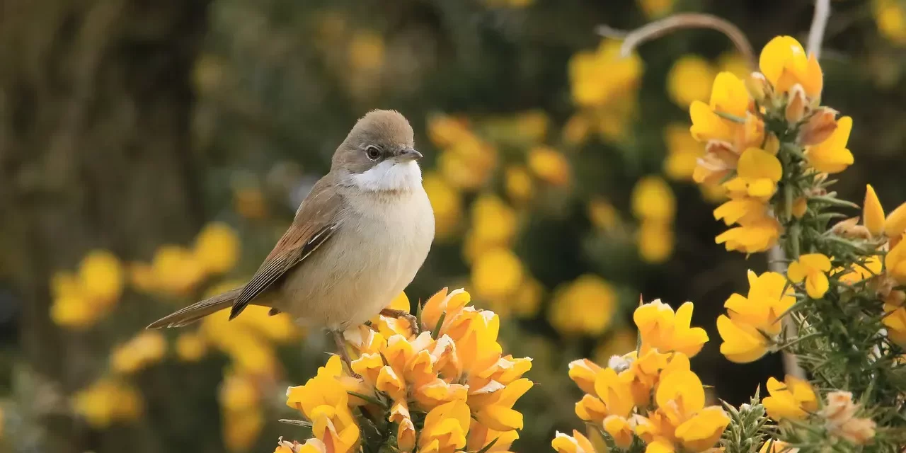 🌿 HOW TO LIVE WELL: LIVING AS TRUTH AND EMPTINESS | MASTER WOO MYUNG | SANTA CLARA MEDITATION