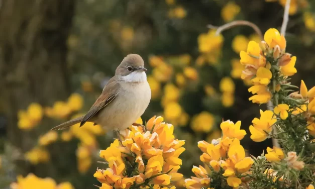 🌿 HOW TO LIVE WELL: LIVING AS TRUTH AND EMPTINESS | MASTER WOO MYUNG | SANTA CLARA MEDITATION