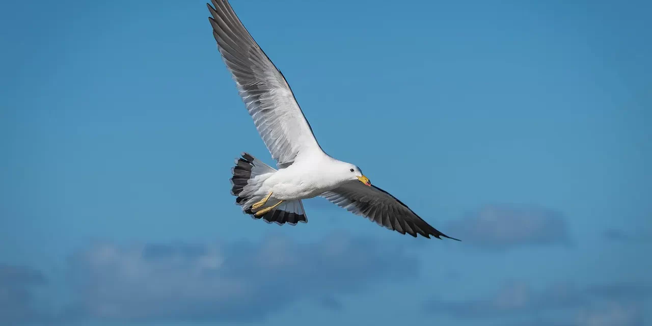 🌿 HOW TO BREAK BAD HABITS: DISCARDING THE ROOT OF THE MIND | MASTER WOO MYUNG | SANTA CLARA MEDITATION