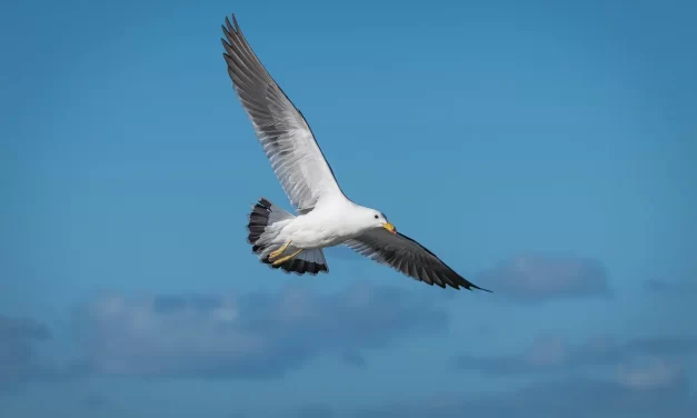 🌿 HOW TO BREAK BAD HABITS: DISCARDING THE ROOT OF THE MIND | MASTER WOO MYUNG | SANTA CLARA MEDITATION