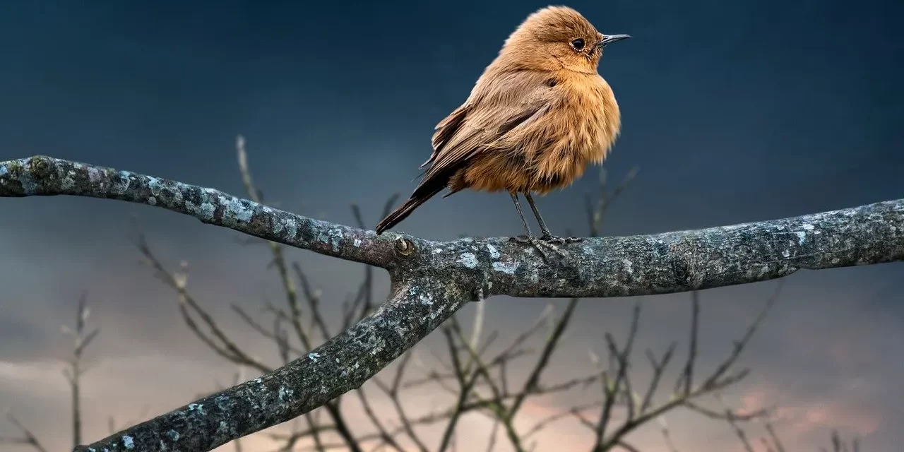 🌤️ THE FRAILTY OF HUMAN LIFE: Knowing the Futility of Life and the Way to Live | MASTER WOO MYUNG | SANTA CLARA MEDITATION