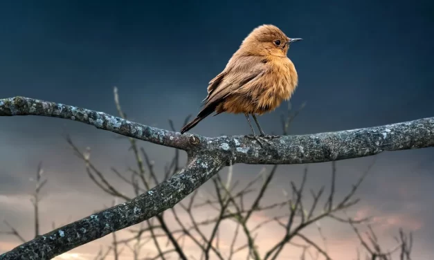 🌤️ THE FRAILTY OF HUMAN LIFE: Knowing the Futility of Life and the Way to Live | MASTER WOO MYUNG | SANTA CLARA MEDITATION