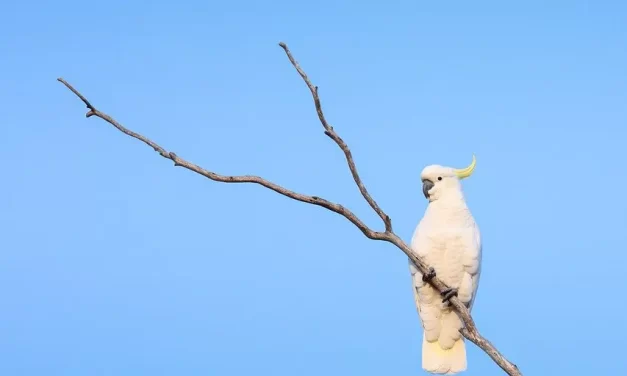 🌞 The Living Know the Living and the Dead: seeing Truth beyond human consciousness | Master Woo Myung | Santa Clara Meditation