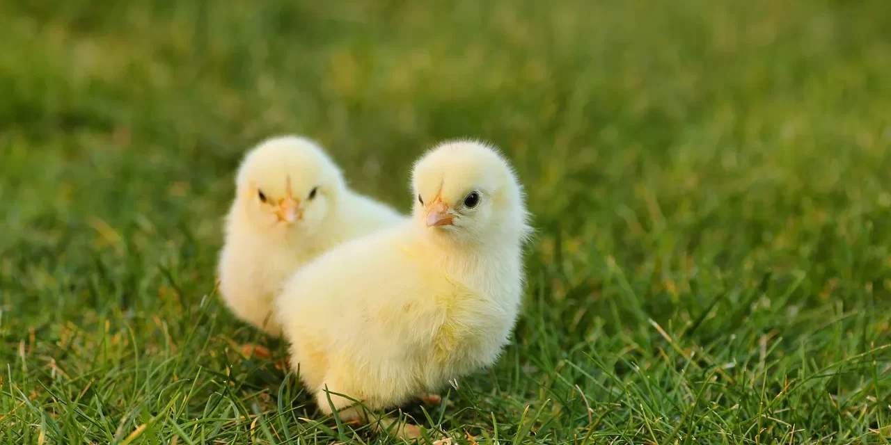 🌟 Resurrection: Reborn as Truth to Live Forever in the Kingdom of Heaven | Master Woo Myung | Santa Clara Meditation