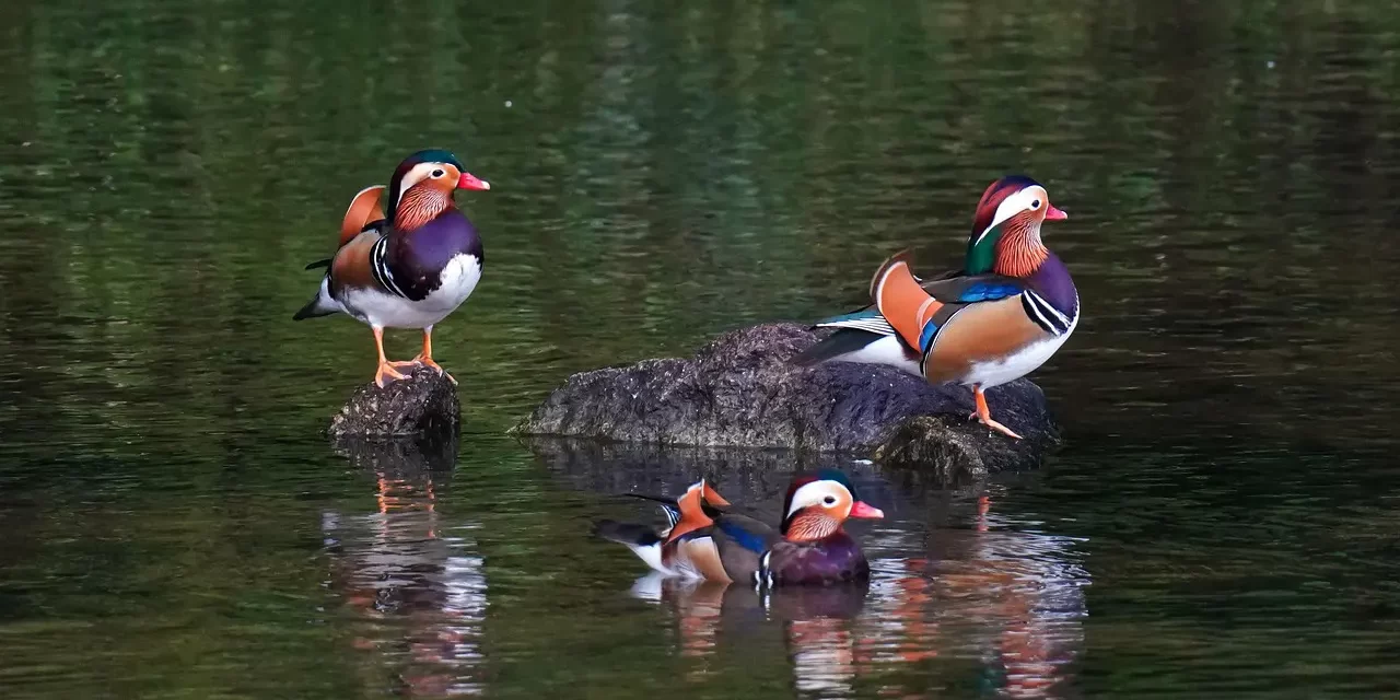 🌅 HOW CAN THE WHOLE OF CREATION LIVE? | MASTER WOO MYUNG | SANTA CLARA MEDITATION