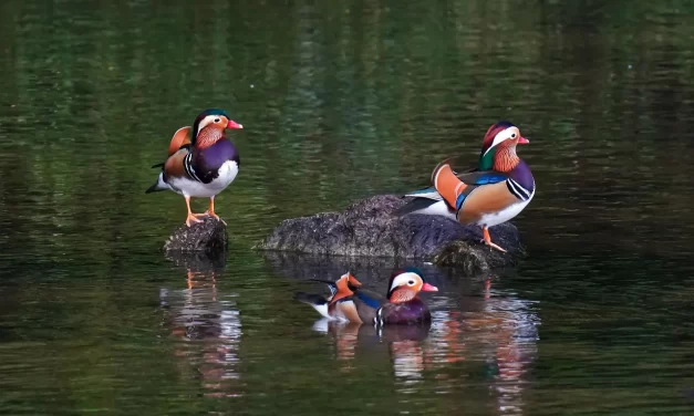 🌅 HOW CAN THE WHOLE OF CREATION LIVE? | MASTER WOO MYUNG | SANTA CLARA MEDITATION