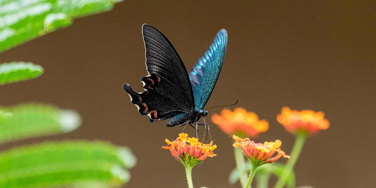 🌅 CREATION OF THE NEW WORLD: The New World Born When Man Becomes Truth | MASTER WOO MYUNG | SANTA CLARA MEDITATION