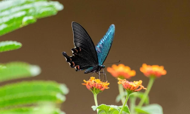 🌅 CREATION OF THE NEW WORLD: The New World Born When Man Becomes Truth | MASTER WOO MYUNG | SANTA CLARA MEDITATION