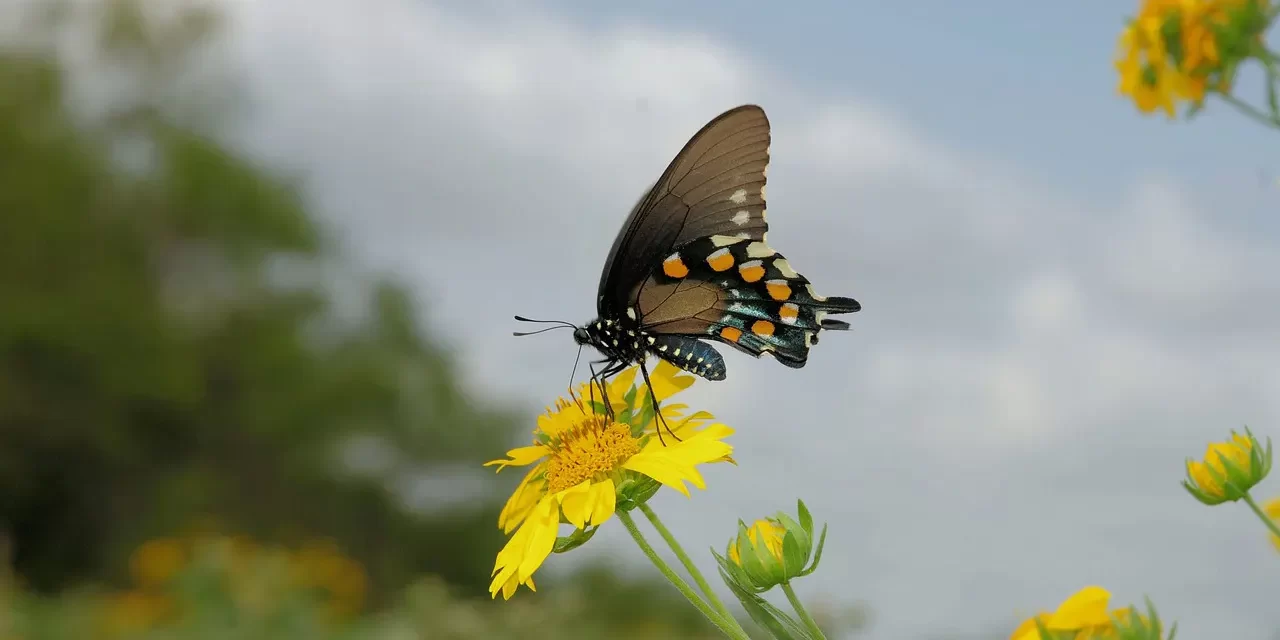 🌟 The Difference Between Truth and Falseness: mind of Truth vs mind of falseness | Master Woo Myung | Santa Clara Meditation