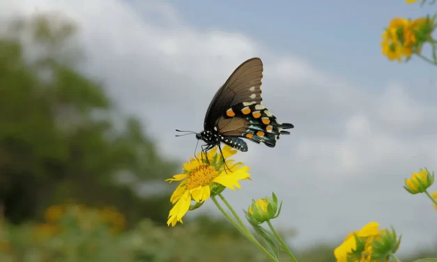 🌟 The Difference Between Truth and Falseness: mind of Truth vs mind of falseness | Master Woo Myung | Santa Clara Meditation