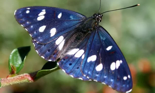 🌿 INDIFFERENCE: TRUE PEACE THROUGH THE ABSENCE OF THE FALSE MIND | MASTER WOO MYUNG | SANTA CLARA MEDITATION