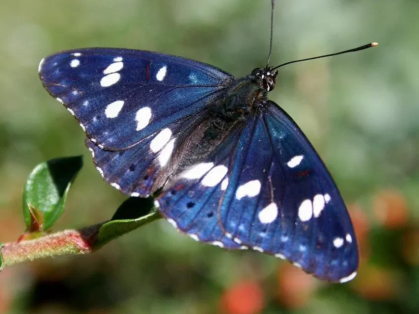 🌿 INDIFFERENCE: TRUE PEACE THROUGH THE ABSENCE OF THE FALSE MIND | MASTER WOO MYUNG | SANTA CLARA MEDITATION