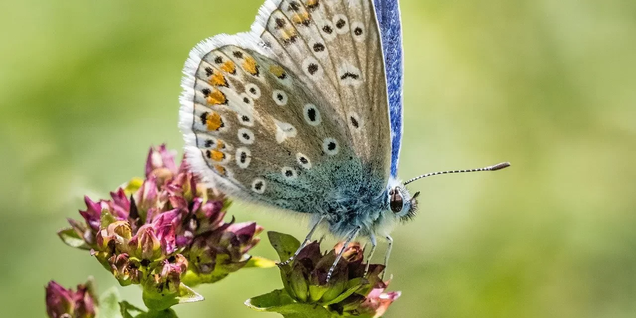 🌌 CONSCIOUSNESS OF THE WHOLE | MASTER WOO MYUNG | SANTA CLARA MEDITATION