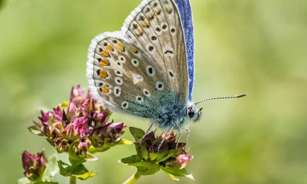 🌌 CONSCIOUSNESS OF THE WHOLE | MASTER WOO MYUNG | SANTA CLARA MEDITATION