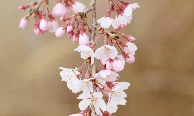 🌞 WHAT IS REAL TRUTH WHAT IS FAKE FALSENESS | Master Woo Myung | Santa Clara Meditation