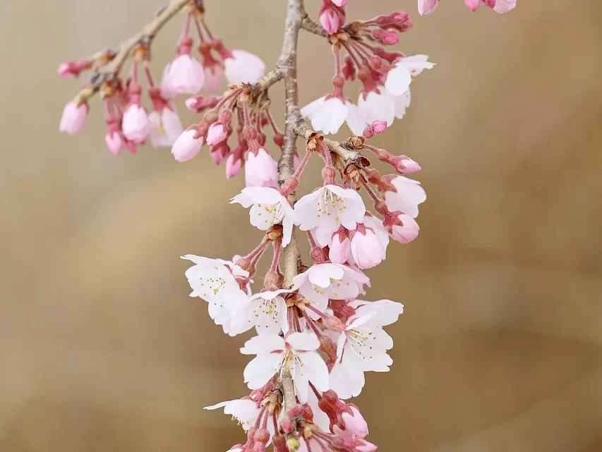 🌞 WHAT IS REAL TRUTH WHAT IS FAKE FALSENESS | Master Woo Myung | Santa Clara Meditation