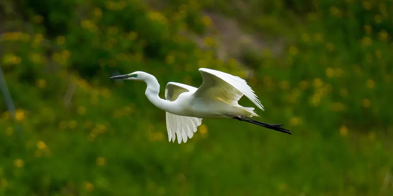 🌅 What Is the New World? What Is the New Heaven and New Earth?: mind becoming the universe | Master Woo Myung | Santa Clara Meditation