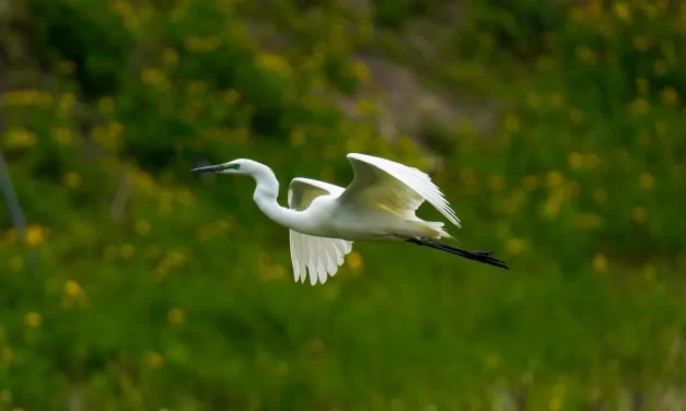 🌅 What Is the New World? What Is the New Heaven and New Earth?: mind becoming the universe | Master Woo Myung | Santa Clara Meditation
