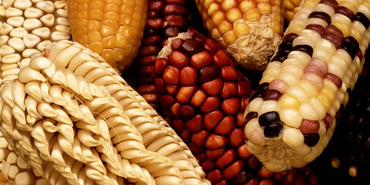 🌿 IS IT RIGHT TO GENETICALLY ENGINEER NEW PLANTS AND ANIMALS?: Taking care of what already exists is wisdom | MASTER WOO MYUNG | SANTA CLARA MEDITATION