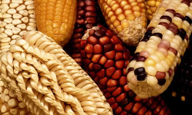 🌿 IS IT RIGHT TO GENETICALLY ENGINEER NEW PLANTS AND ANIMALS?: Taking care of what already exists is wisdom | MASTER WOO MYUNG | SANTA CLARA MEDITATION