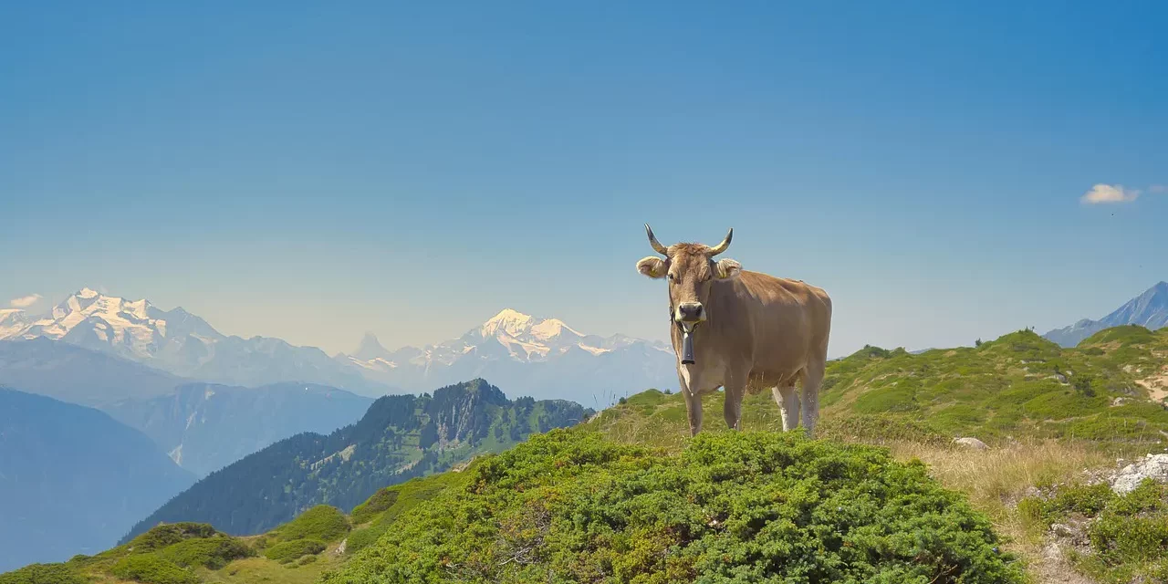 🌿 THE CORRECT MEANING OF THE SOUND OF A COW LOWING: The sound of a cow lowing is the place where words of Truth are spoken | MASTER WOO MYUNG | SANTA CLARA MEDITATION