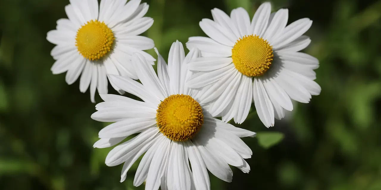 🌞 THE IMPORTANCE OF MAN: CLEANSING THE SELF TO BECOME TRUTH | MASTER WOO MYUNG | SANTA CLARA MEDITATION