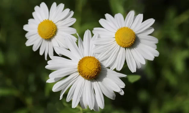 🌞 THE IMPORTANCE OF MAN: CLEANSING THE SELF TO BECOME TRUTH | MASTER WOO MYUNG | SANTA CLARA MEDITATION