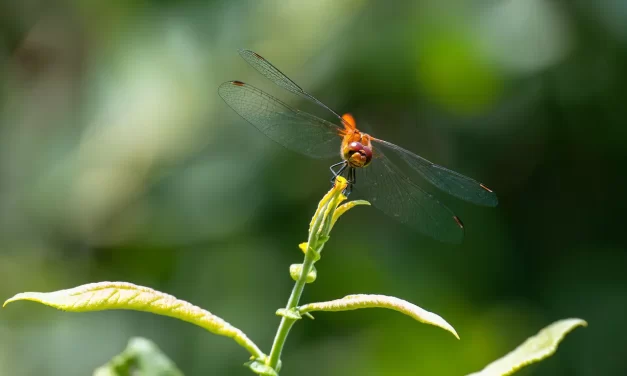 💖 The True Meaning Behind “The Faithful Will Go to Heaven”: faith Christ Truth heaven | Master Woo Myung | Santa Clara Meditation