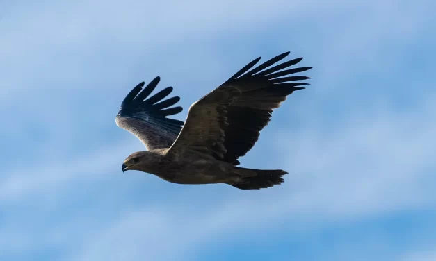 🕊️ FREEDOM: THE ULTIMATE FREEDOM OF TRUTH | MASTER WOO MYUNG | SANTA CLARA MEDITATION