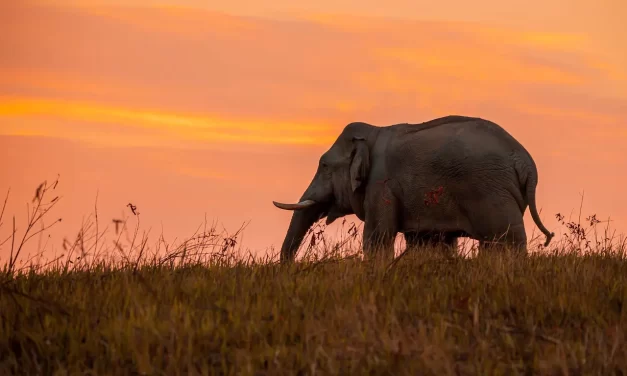 🌈 STUDIES: The study of selflessness is the study of eliminating human thoughts | MASTER WOO MYUNG | SANTA CLARA MEDITATION