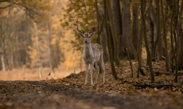 🌟 GOD, BUDDHA AND HEAVEN ARE WITHIN MAN’S MIND: ORIGINAL MIND & TRUTH | MASTER WOO MYUNG | SANTA CLARA MEDITATION