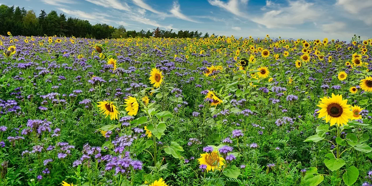 🌈 IDEALISM: THE TRUE IDEAL WORLD OF ONE MIND | MASTER WOO MYUNG | SANTA CLARA MEDITATION