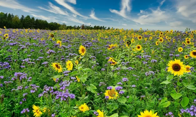 🌈 IDEALISM: THE TRUE IDEAL WORLD OF ONE MIND | MASTER WOO MYUNG | SANTA CLARA MEDITATION